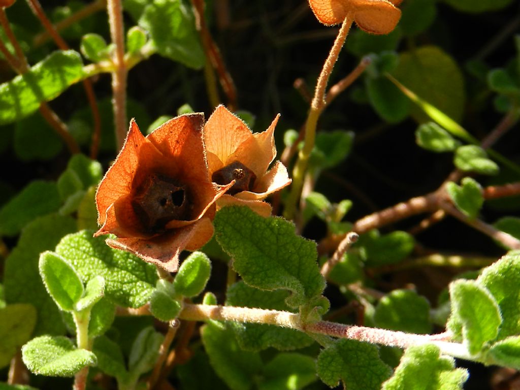 Cistus creticus (Cistaceae)